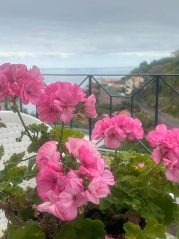 Casa Do Pico Guest House Ribeira Brava Exterior photo
